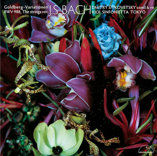 肏肥婆骚逼视频
